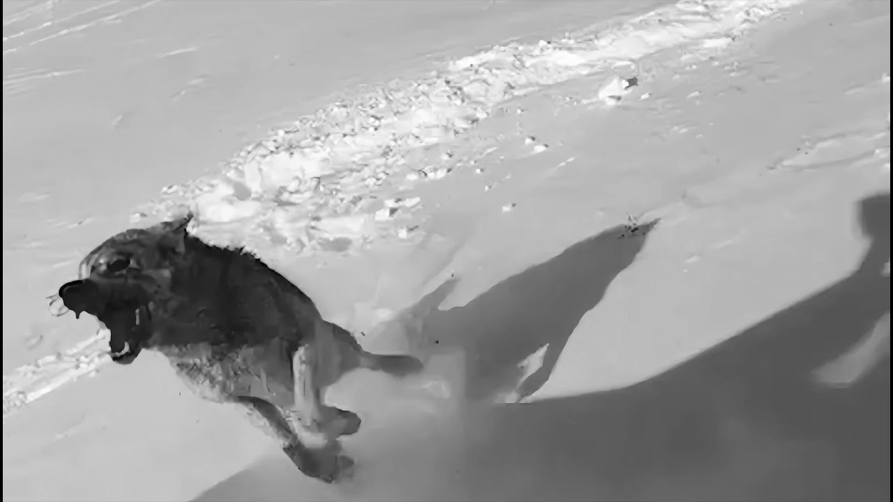 wolf hunting 2025,  охота на волка 2025, СТЕПНЫЕ ОХОТНИКИ