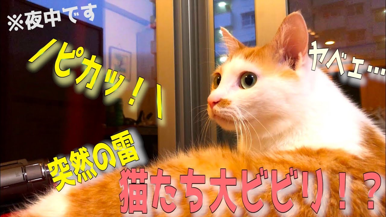 突然鳴り響く雷に猫たちが大ビビリ！？特大の雷でまさかのハプニングが！