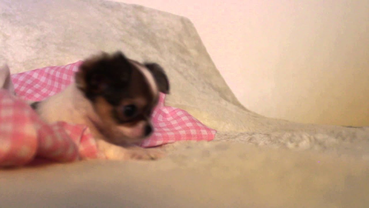 FEMINHA CHIHUAHUA