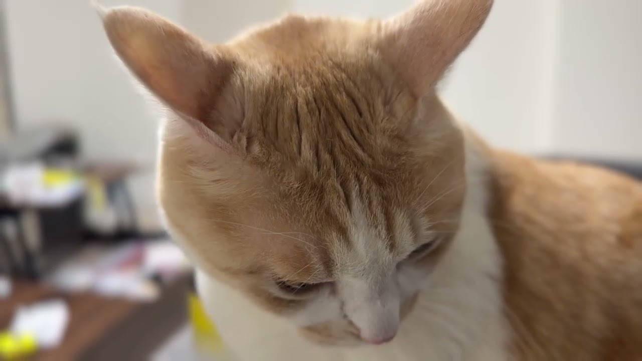 目を細める保護ねこ