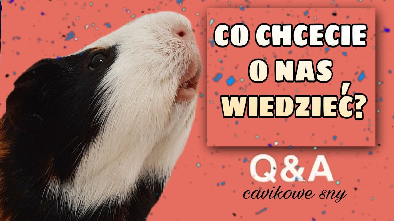 CZY BĘDĘ MIAŁA DRUGĄ ŚWINKĘ? Odpowiadamy na wasze pytania!🤔