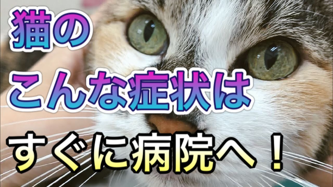 【猫の病気】この症状はすぐに動物病院へ！様子を見ないでほしい症状とは。