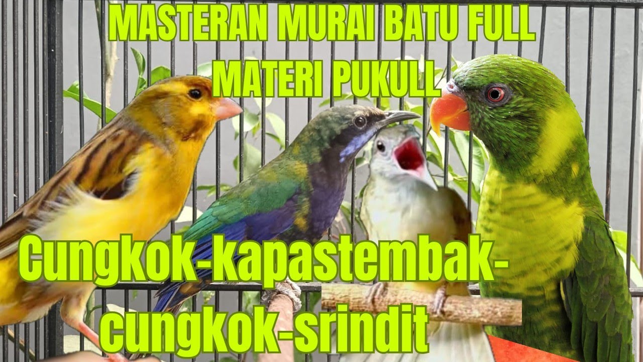 Masteran murai batu juara kombinasi lagu full materi pukulllll, kapas tembak ,Srindit,Cungkok