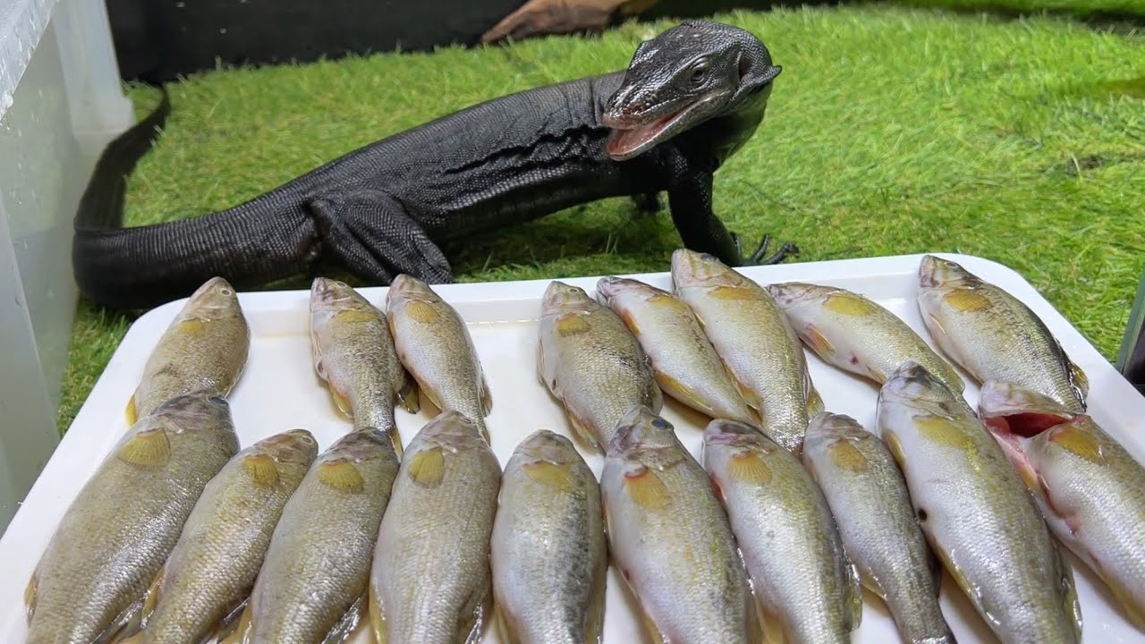 オオトカゲの目の前に大好物のブラックバスを大量に並べてみた