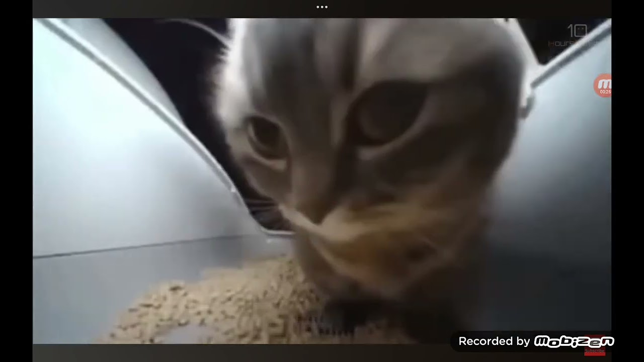 Especial 100 suscriptores!?!?!?!?!!?