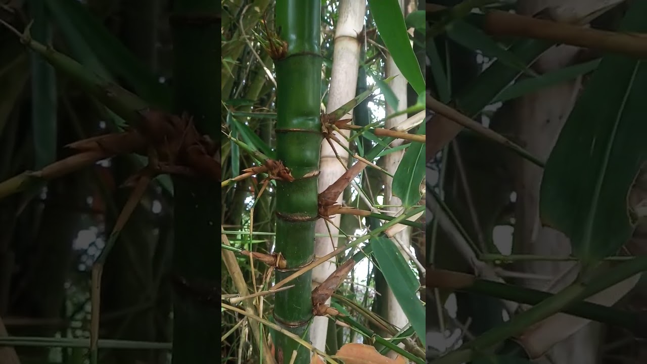 penemuan bambu langka@MUQODAMBEST-se3cc