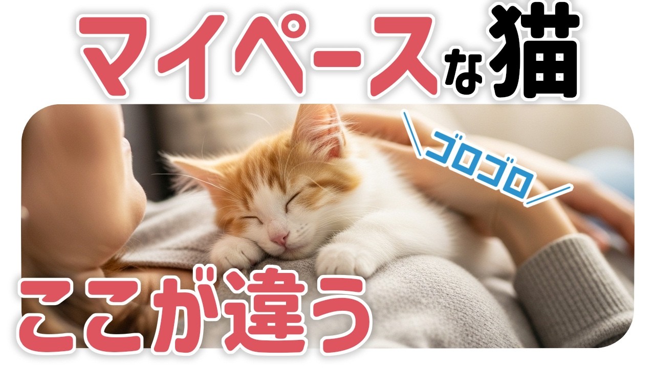 【意外と知らない】愛情いっぱいに育った猫に多い行動とは？