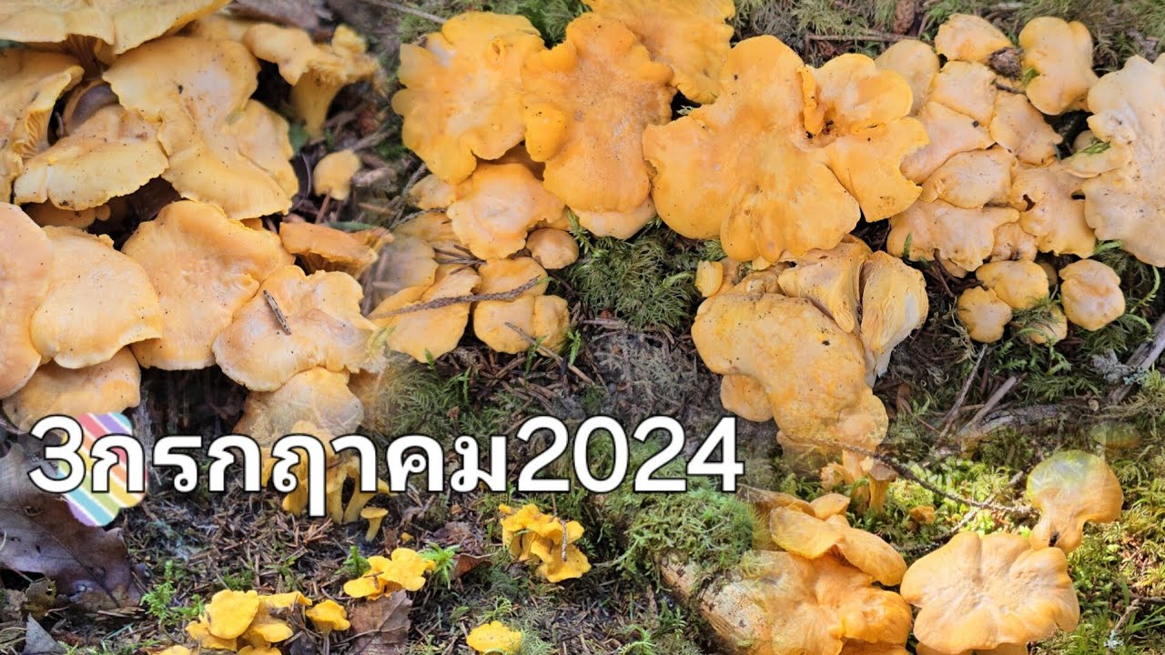 เห็ดเกิดเป็นกลุ่มเป็นแพอีกแล้ว🥰🥰 เก็บเพลินหมานอีกแล้วค่ะวันนี้