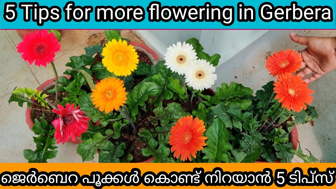 Gerbera Complete Care | 5 Tips for More Flowering | ജെർബെറ ചെടി വീണ്ടും വീണ്ടും  പൂവിടാൻ ഇത് ചെയ്യുക