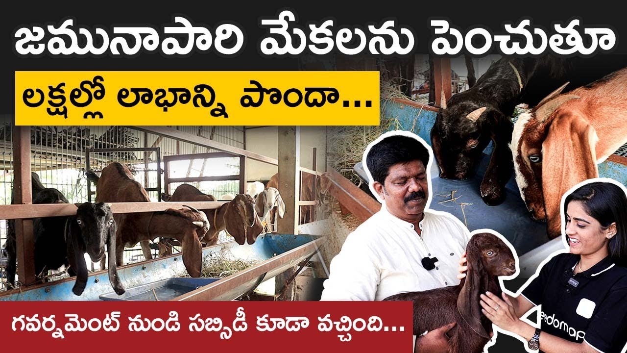 Jamunapari goat farming in Telugu | Best Goat Breed in Telugu | Goat Farming Profits