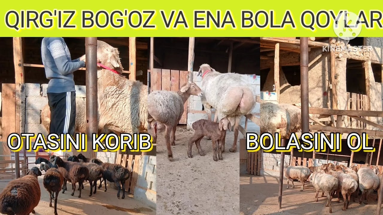 BOG'OZ QOYLAR NARHI SINDI😲😲😲 TOZA QIRG'IZ BOG'OZLAR KELDI 