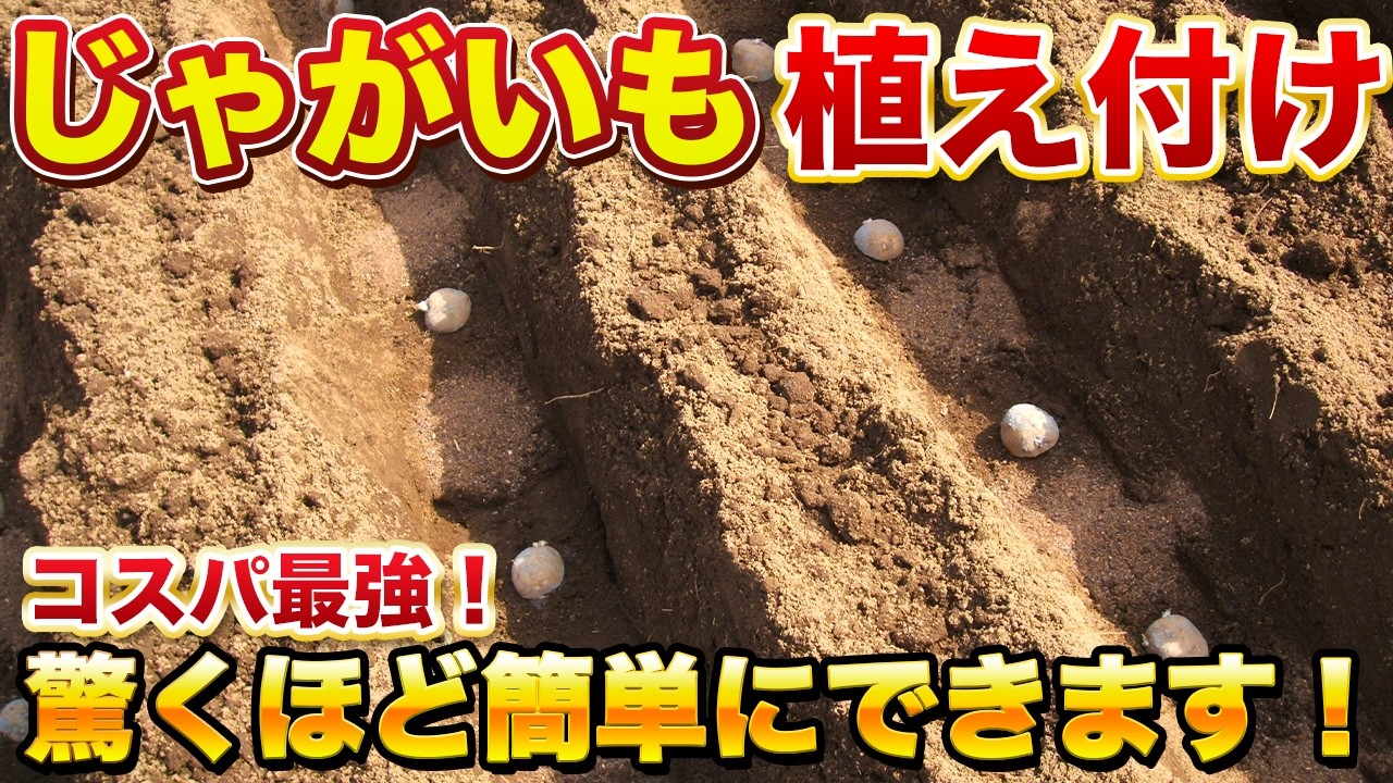 【超簡単！】誰でも簡単に大量収穫できる植え付け方法！肥料の種類、品種紹介、畝立てから植え付けまで完全解説！