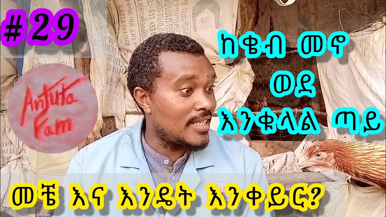 የዶሮ መኖ ከቄብ ወደ እንቁላል ጣይ መቼ እና እንዴት እንቀይራለን? : Antuta fam : kuku luku