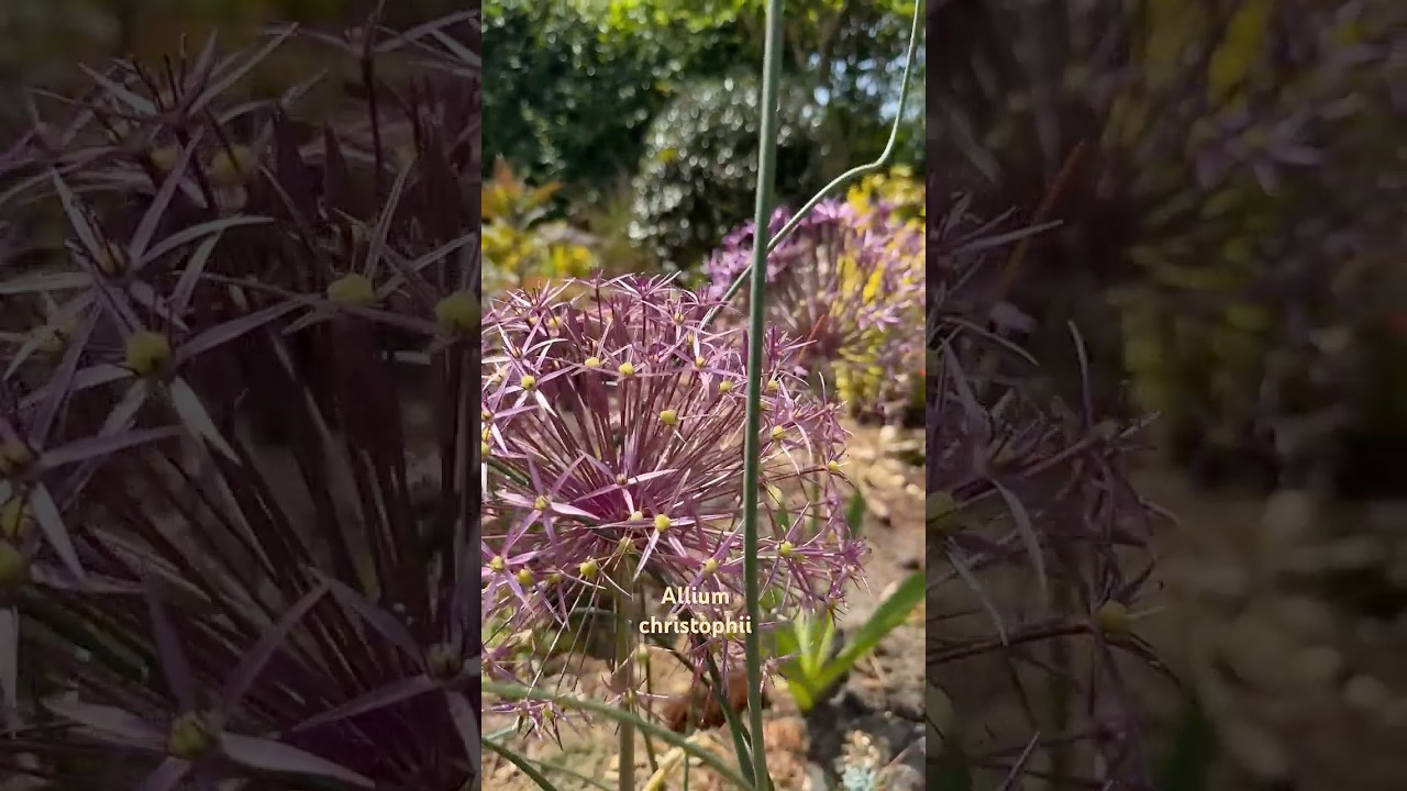 Аллиумы в моём саду 🌿 Allium 🌿 Mein Garten 🌿