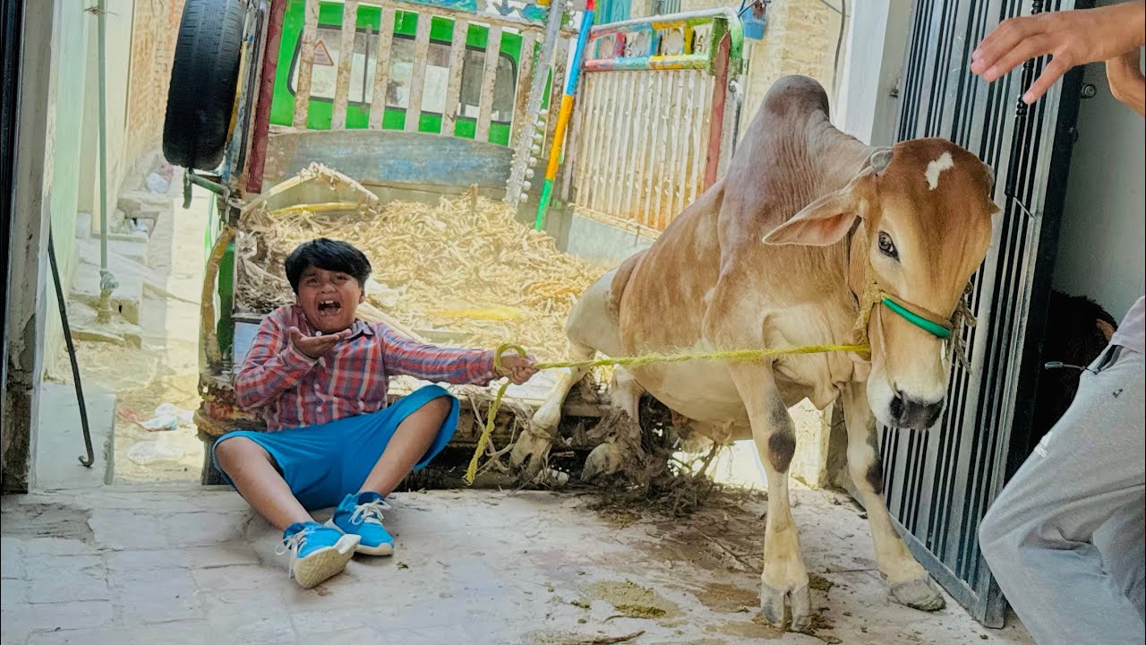 Qurbani k janwer ki unloading krty howy Ali gir gaya 🥺 || Janwer out of Control 😳 ||