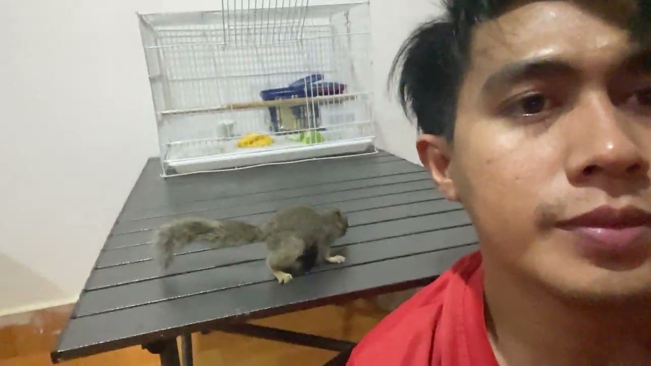 squirrel always follows me everywhere 🐿️❤️Like a tiny best friend! #squirrel #babysquirrel 
