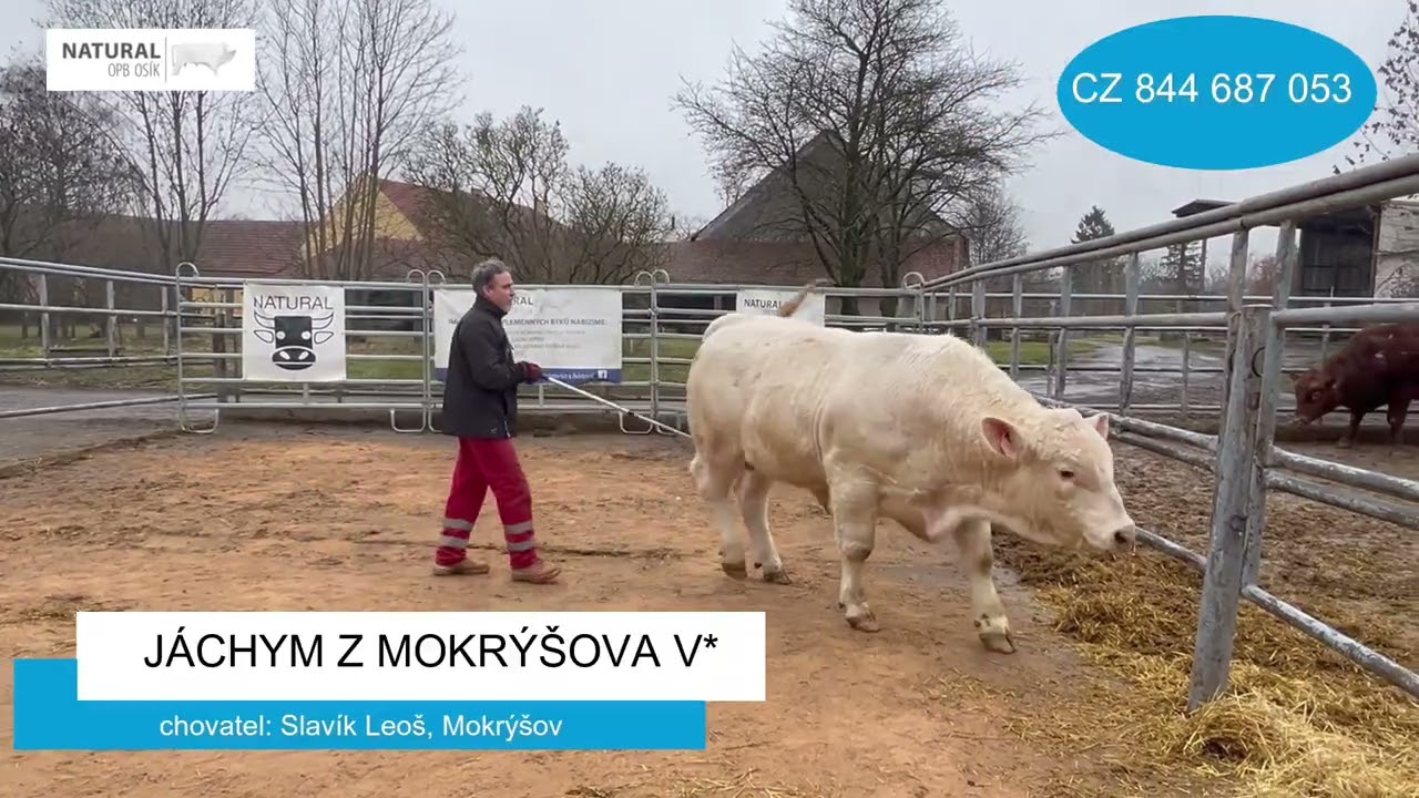 OPB Osík 24.2.2026 Jáchym z Mokrýšova V*