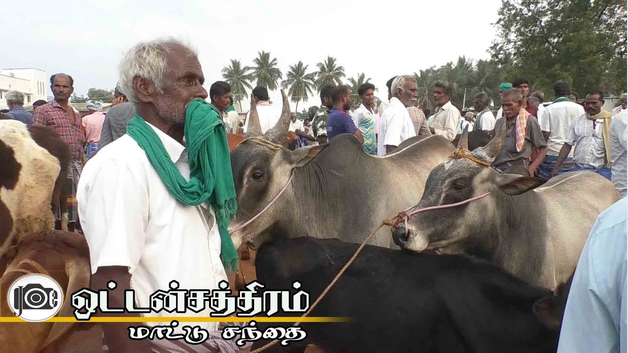 Oddanchatram mattu santhai | dindigul | ஒட்டன்சத்திரம் மாட்டு சந்தை