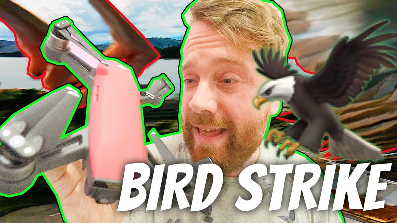 A bird ATTACKED my DJI Spark Drone