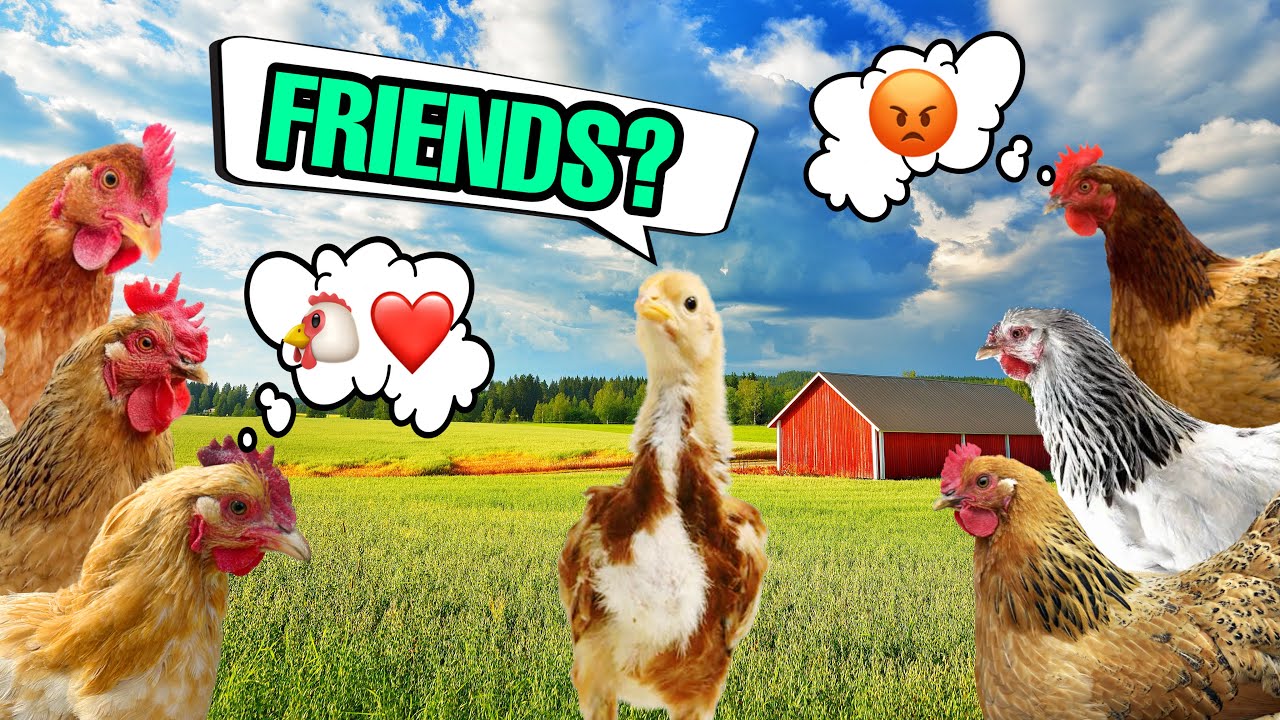 Top 5 Tips For Integrating Your Chicks With An Established Flock!
