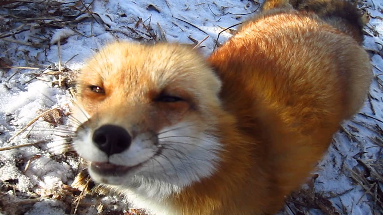 RonRon the fox and the great blizzard of 2015