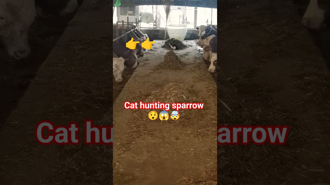 Cat hunting sparrow #cat #kitten #sparrow #hunting #shorts