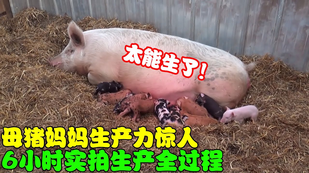 实拍母猪6小时生产的过程，这生产力也太惊人了，真是令人佩服！