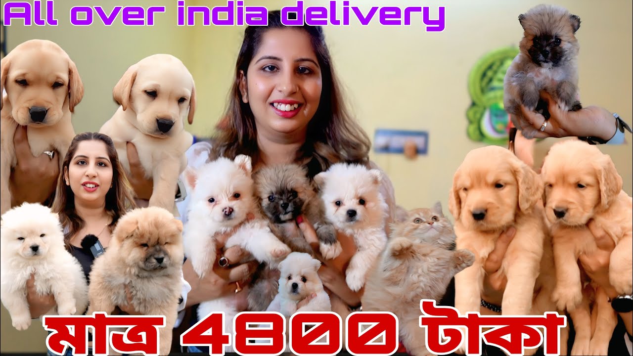 মাত্র 4800 টাকা তে শুরু কুকুর ছানা !home breed puppies!Dog market in Kolkata! pomeranian puppies