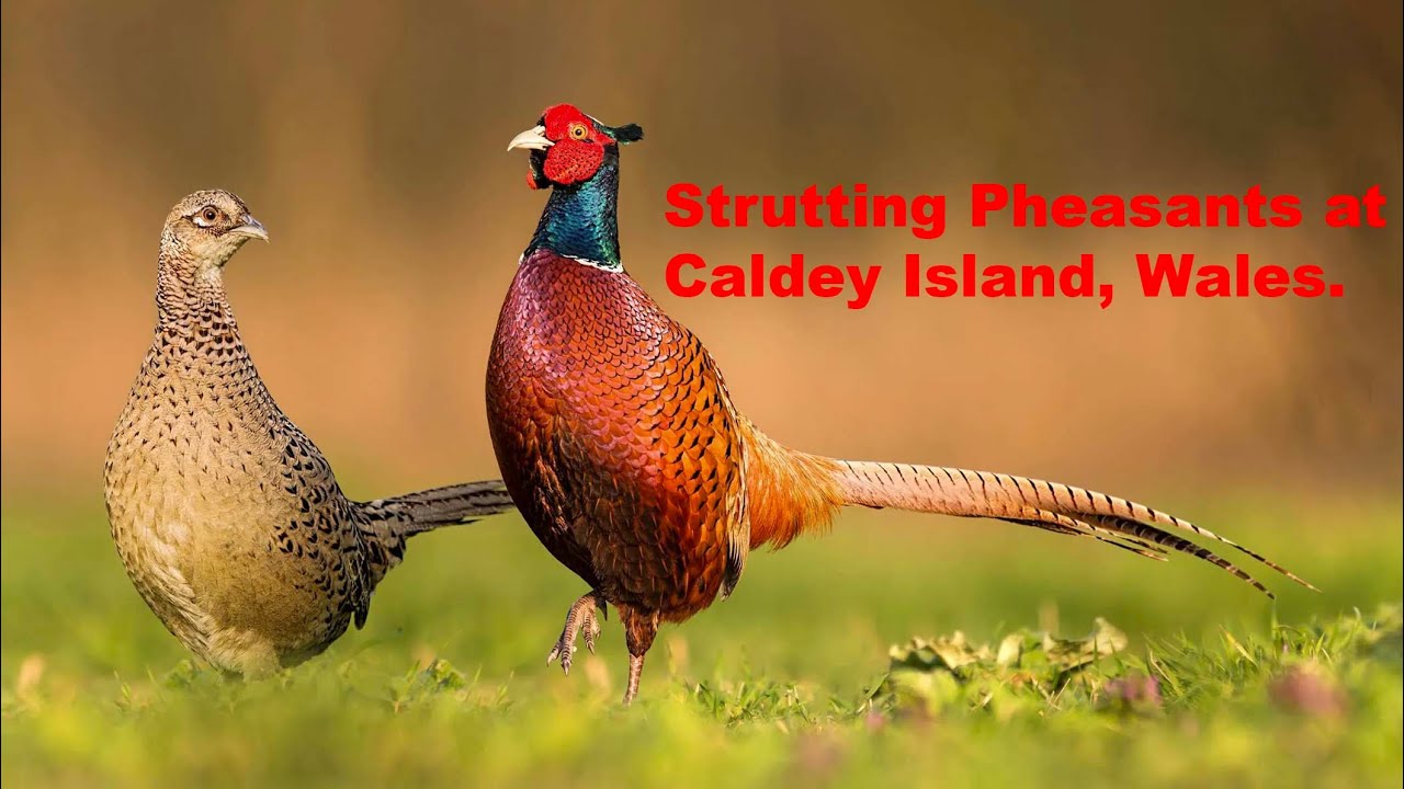Strutting Pheasants at Caldey Island, Wales.