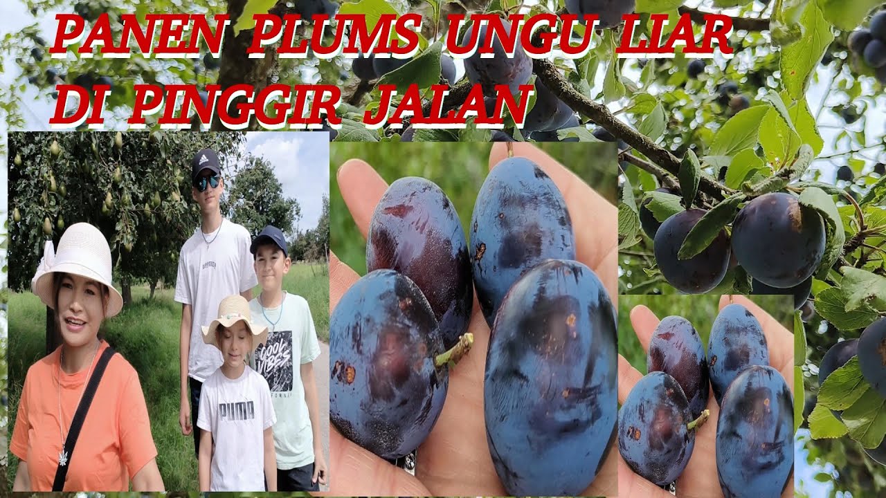 PANEN BUAH LIAR DI PINGGIR JALAN LAGI ;PLUMS UNGU LEBAT BANGET!