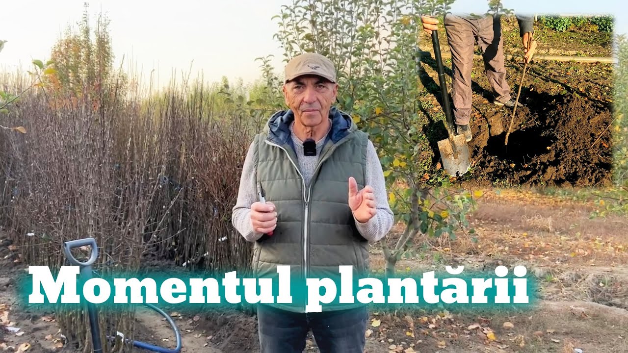 C&acirc;nd se plantează pomii fructiferi?