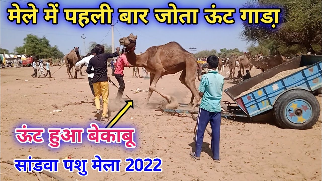 साडवा पशु मेले में ऊंट हुआ बेकाबू 😲 ! मेले में पहली बार जोता ऊंट गाडो़ ! sandva pashu mela 2022😱😲😲😲