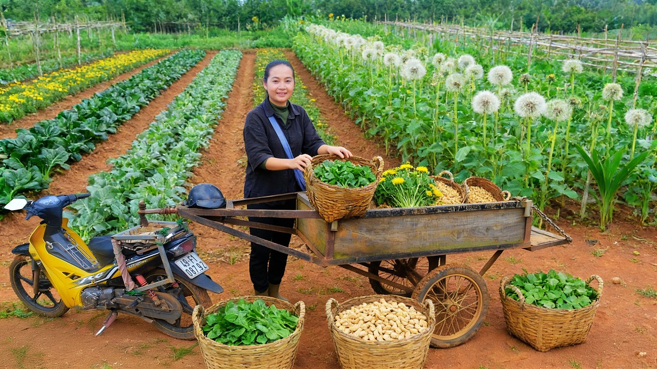 Harvest: Peanuts, Spinach, Dandelion To Sell At The Market – Peaceful Life On The Farm