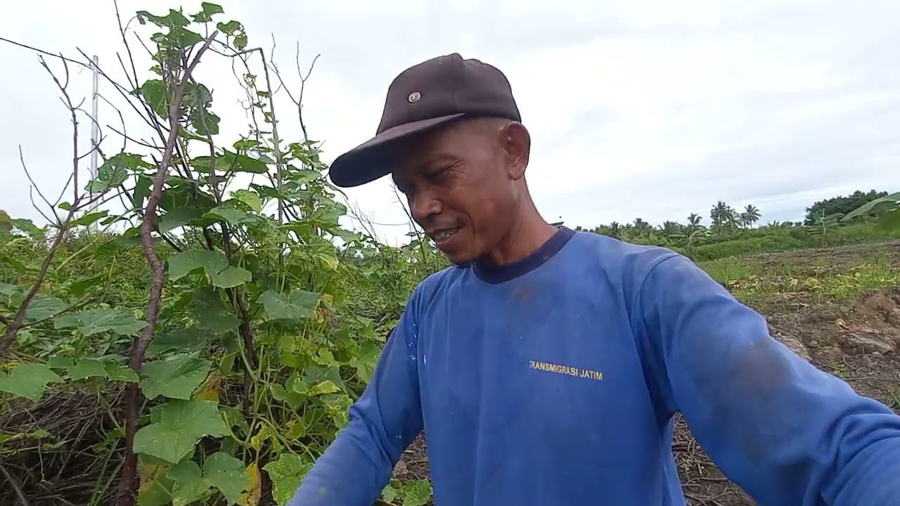 MELIHAT TANAMAN CABAI SAMBIL PABEN TIMUN