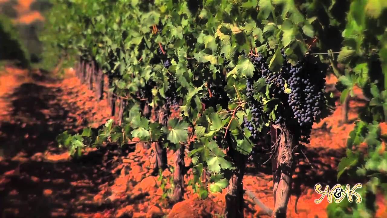 A Single-Vineyard Experience: Nickel & Nickel Cabernets Part I