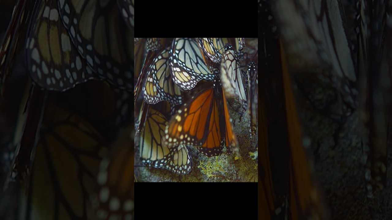 Sobrevivi&oacute; a los vientos g&eacute;lidos y aullantes #animales #vida silvestre #cortos #video