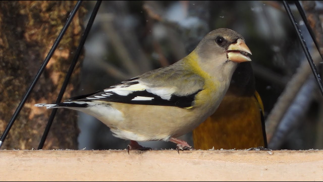 Gros becs errants, cri / Evening Grosbeak, call