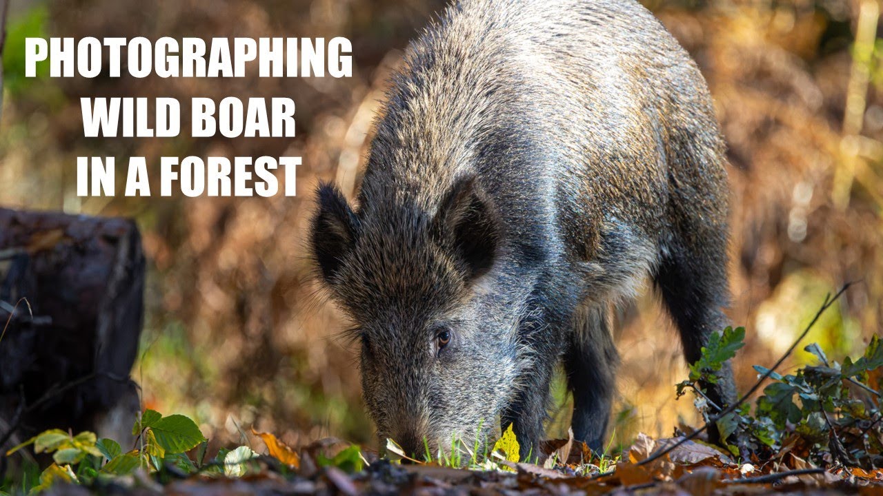 Wild Boar - Wildlife Photography in the Forest