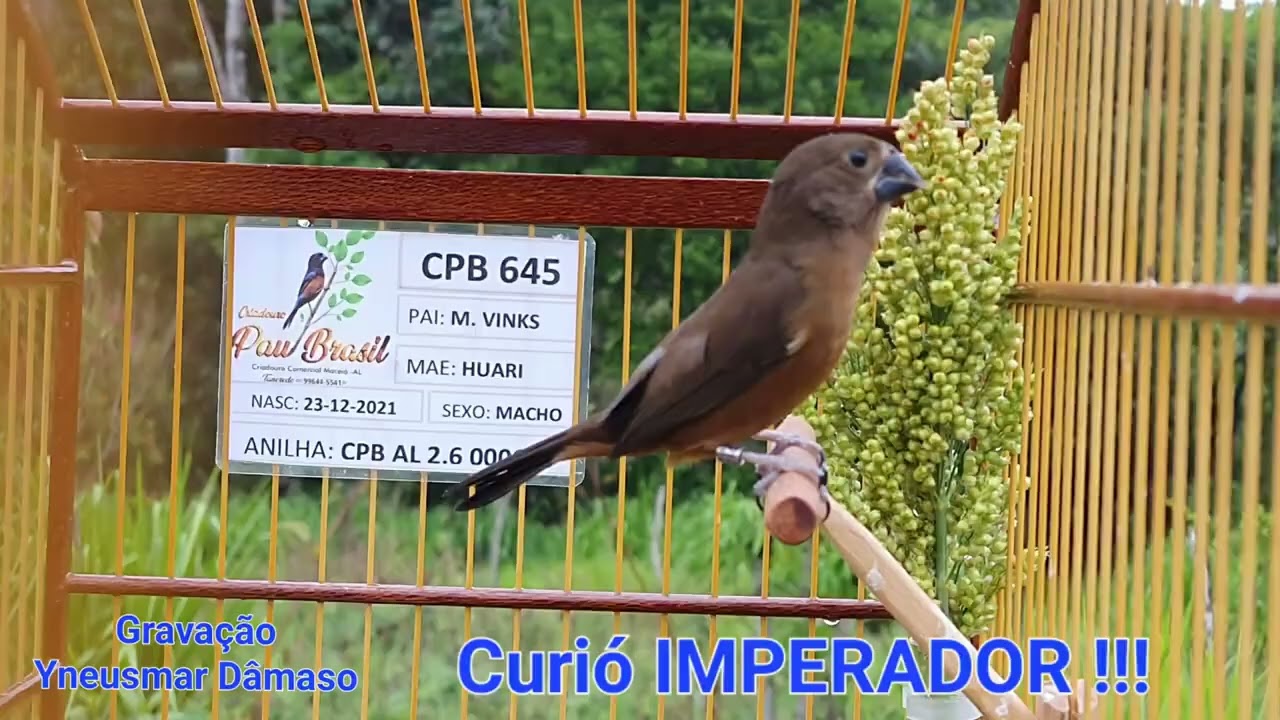 CURIÓ IMPERADOR CANTO MACEIÓ TRADICIONAL PROP:YNEUSMAR DAMASO