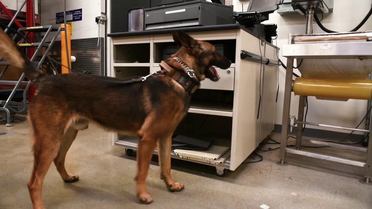 Eighth Army-Korea: Four-legged Soldiers Continue to Train at Camp Humphreys...
