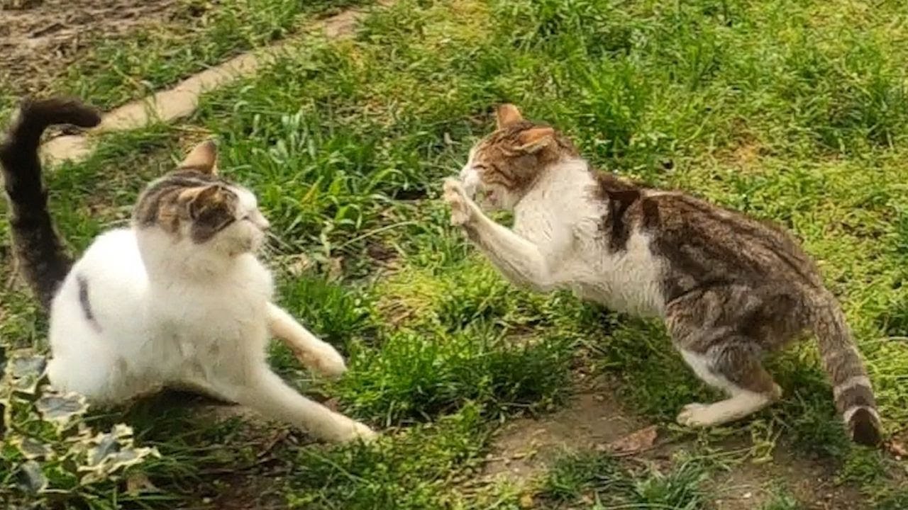 Following a VERY ANGRY Calico Cat