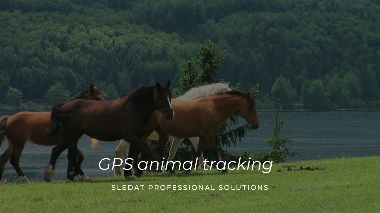 Sledat best GPS animal tracking system