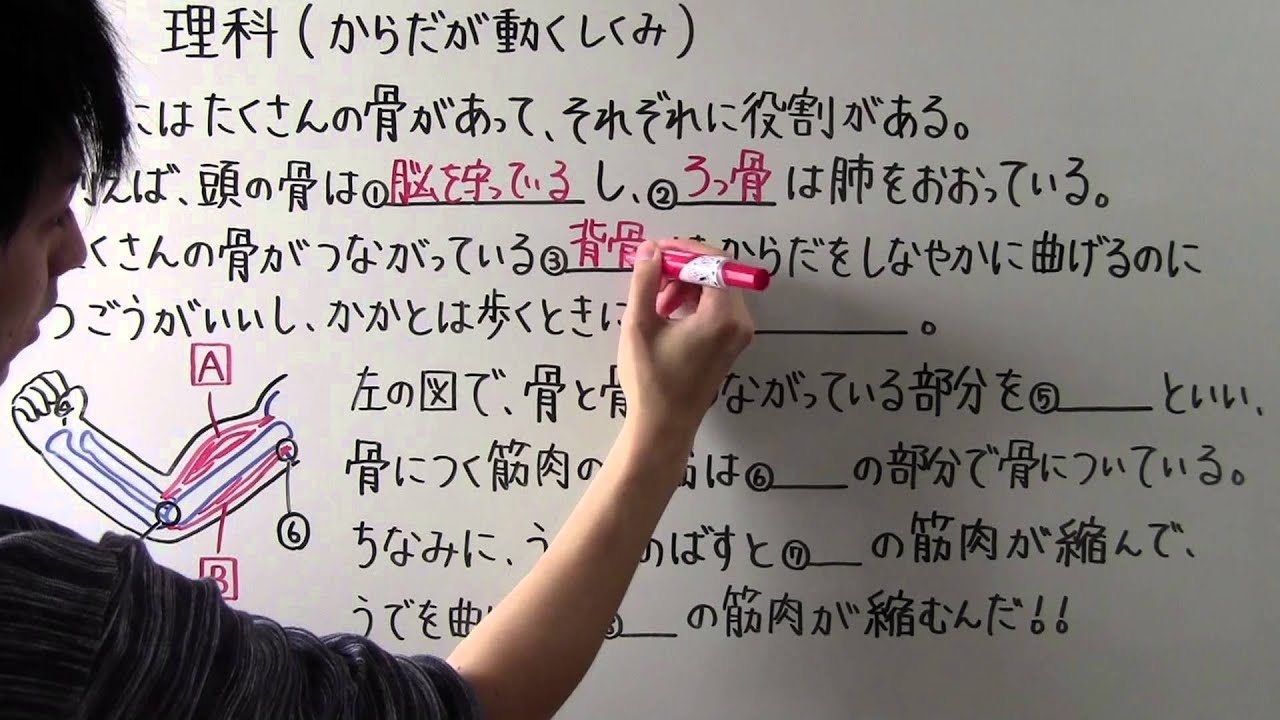 【理科】中2-29 からだが動くしくみ
