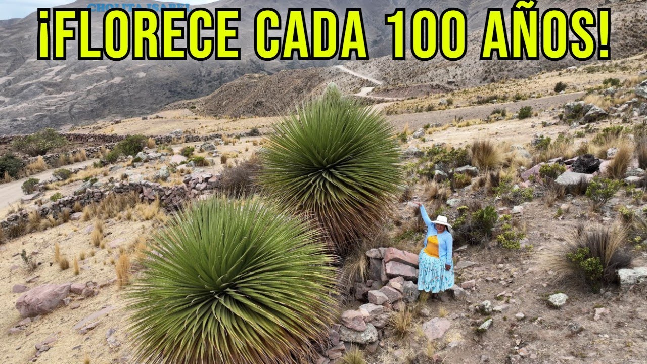 Puya Raimondii ¡La Planta Que Solo Florece Cada 100 Años! 🌸 Descúbrela en el Altiplano Boliviano