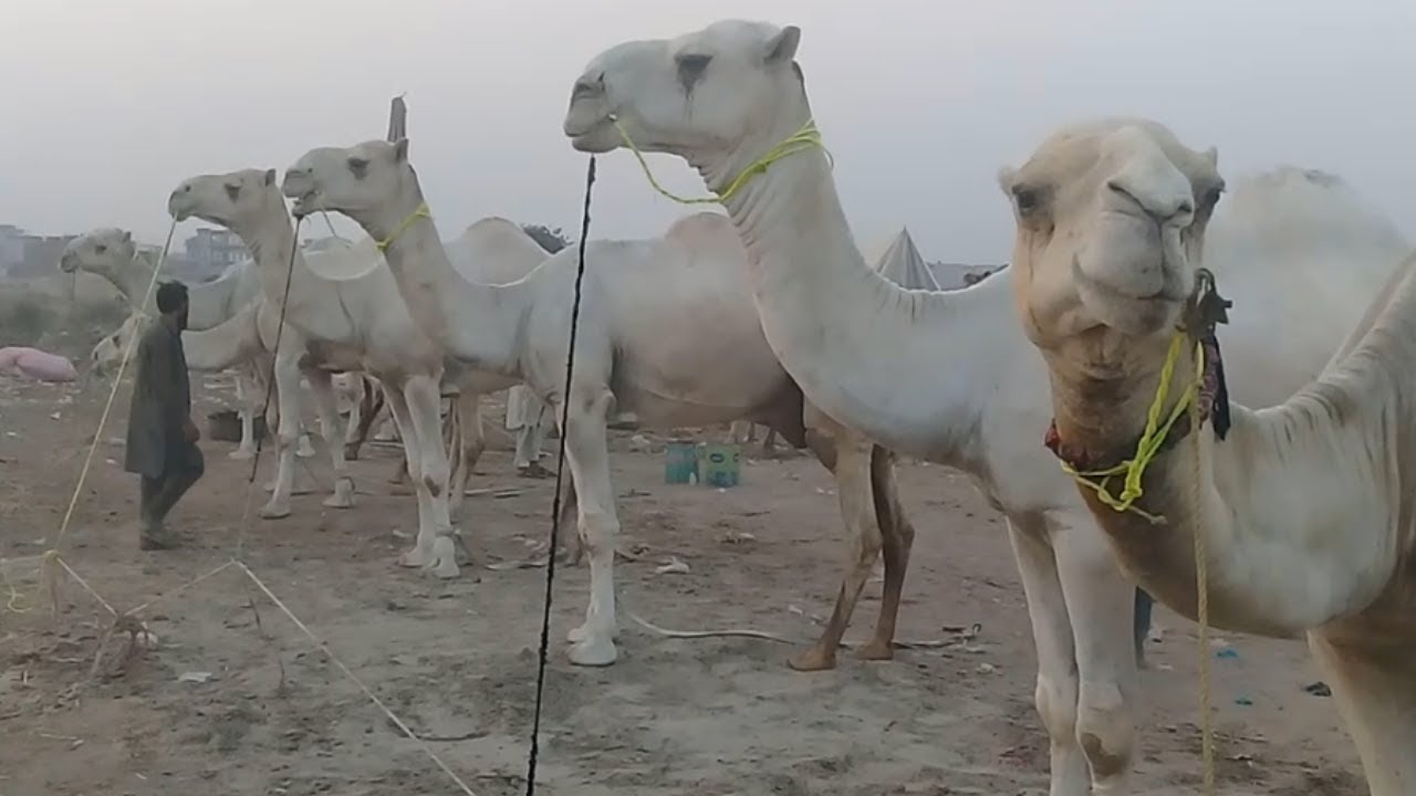 White Camels Saudi Arabia Nasl k at Shahpure Kanjra Camel Mandi 2021 | Bakra Eid 2021 @Animal Hub