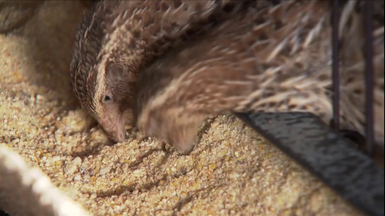 Reduza o custo da criação de codornas produzindo a própria ração.