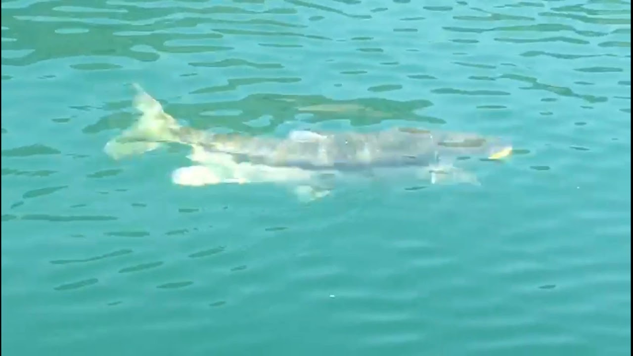 🐟BHAKRA DAM MAHSEER FISHING