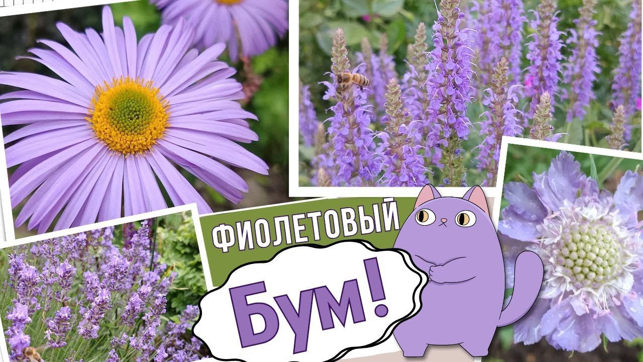 Фиолетовое цветение в саду. Декоративные многолетники и цветы для сада. Обзор сортов. Мой цветник.