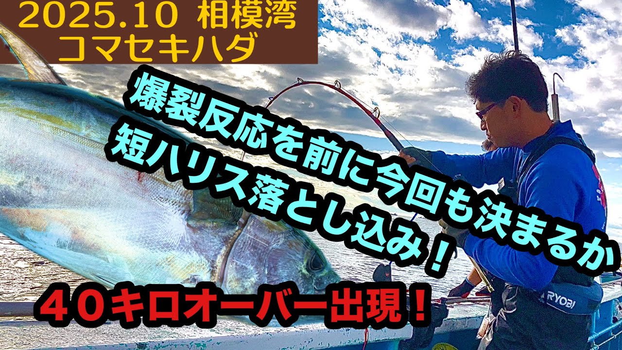 【2025.10】相模湾コマセキハダ！落とし込みでアタリ連発！？当たりの出し方大研究！