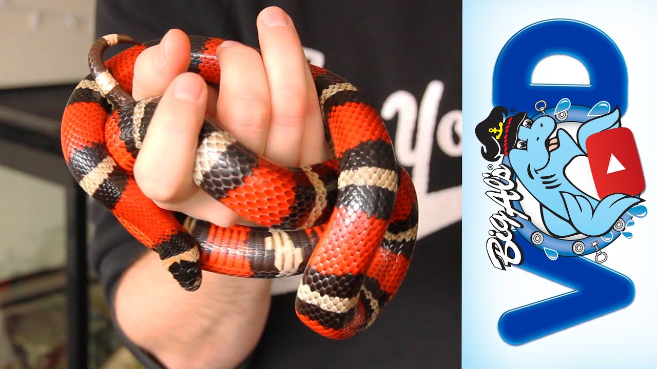 Milksnake Care Advice - #AskAl | Big Al's